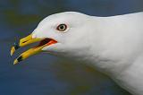 Gull Closeup_48653